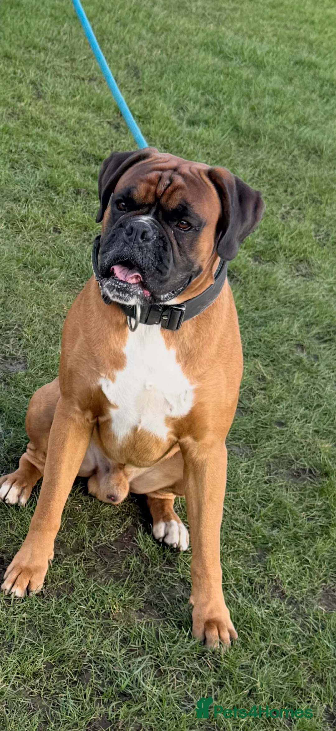 Boxer dogs for stud: Proven Tailed KC Reg Stud, health tested & heart 0 - Advert 1