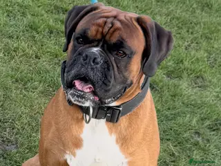 Boxer dogs Proven Tailed KC Reg Stud, health tested & heart 0 - Advert 2