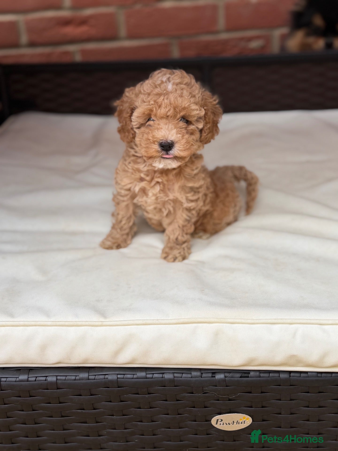 Toy Poodle dogs Toy x Asian poodle  - Advert 8