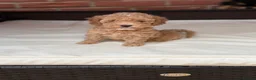 Toy Poodle dogs for sale: Toy x Asian poodle  - Advert 1