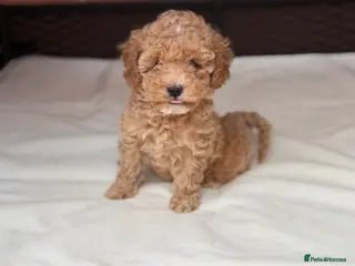 Toy Poodle dogs Toy x Asian poodle - Advert 4