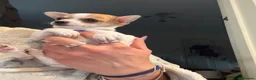 Chihuahua dogs for sale: Beautiful Purebred Chihuahua Puppies  - Advert 5