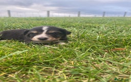 Border Collie dogs for sale: Beautiful litter family reared of collie pups - Image 11