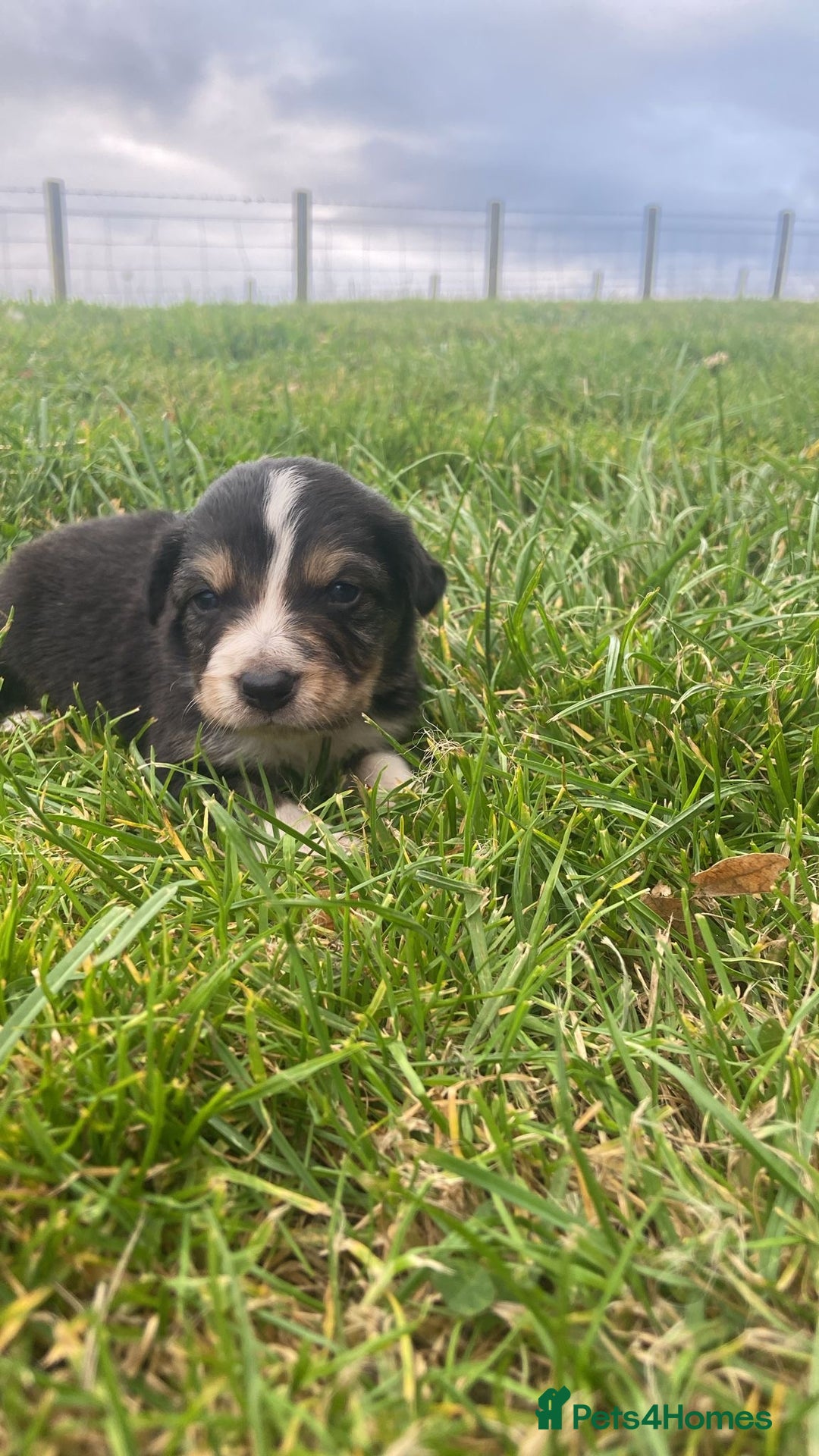 Border Collie dogs for sale: Beautiful litter family reared of collie pups - Image 11