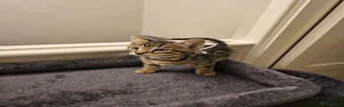 Bengal Kitten 1