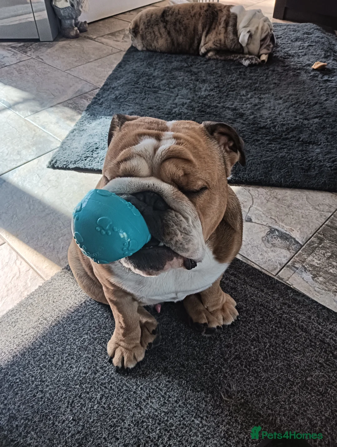 English Bulldog dogs for stud: Harry - Advert 6