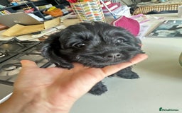 Cavapoo dogs for sale: Black and solid Red Cavapoo therapy pups for sale  - Image 23