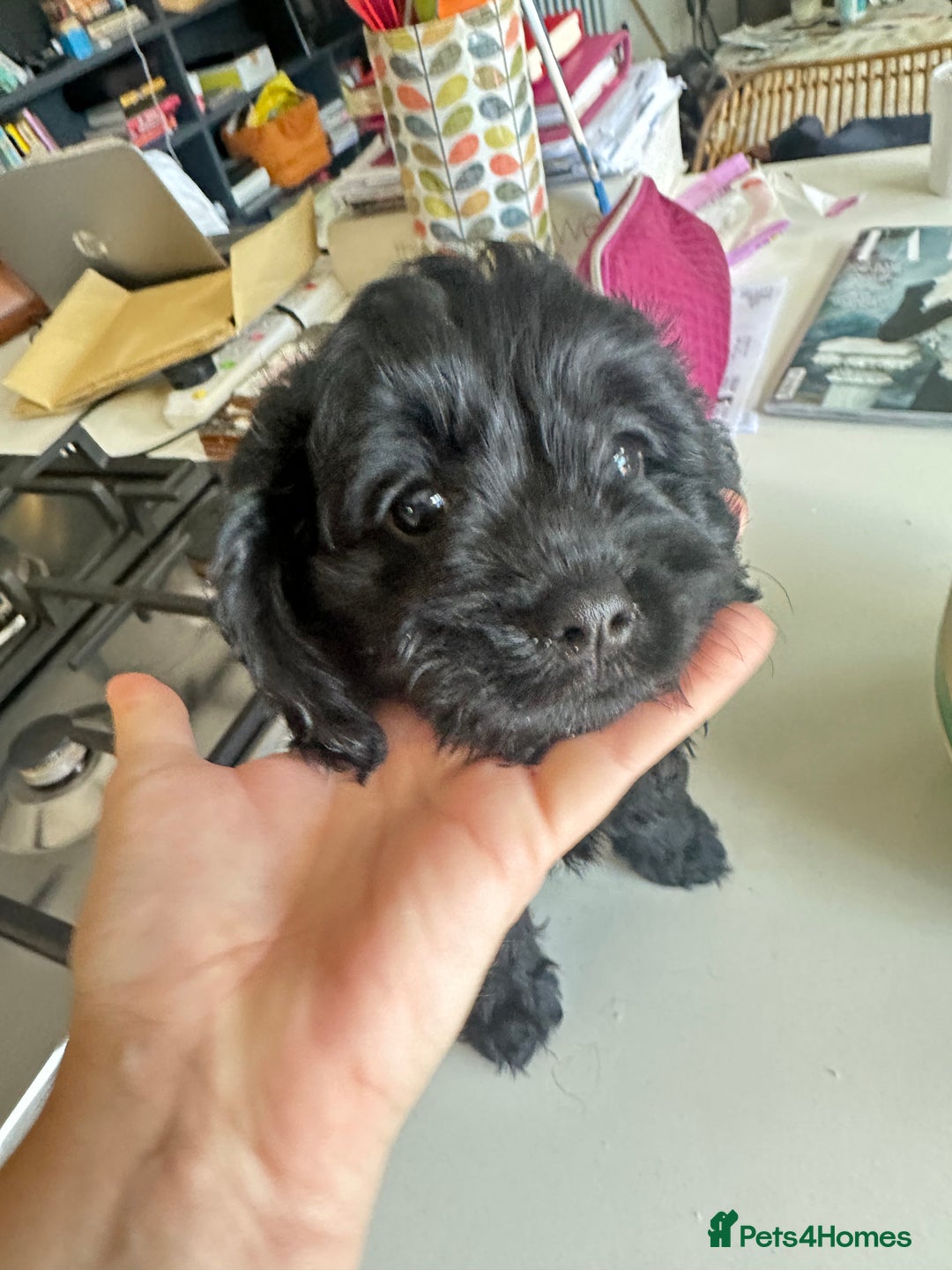 Cavapoo dogs for sale: Black and solid Red Cavapoo therapy pups for sale  - Image 23