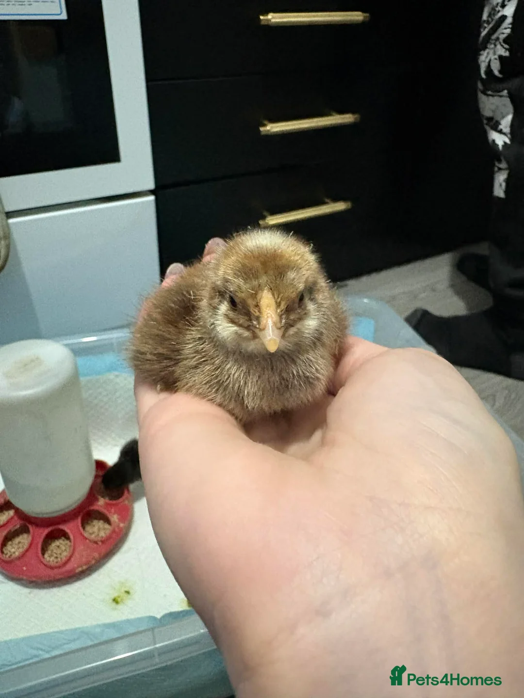 Chickens poultry for sale: Mixed chicks week old in Barry - Advert 8
