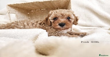 Cavapoo dogs - Advert 2