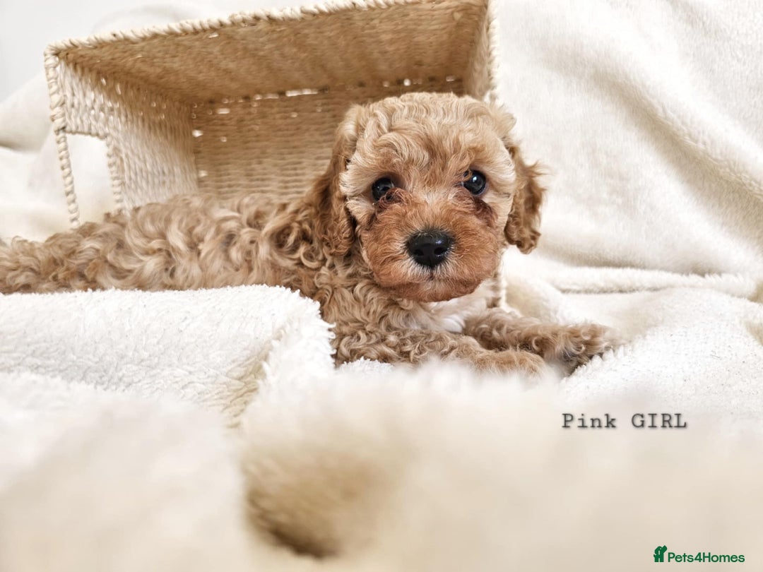 Cavapoo dogs for sale: Adorable F1b Cavapoo Puppies Ready from 20th Sept - Image 8
