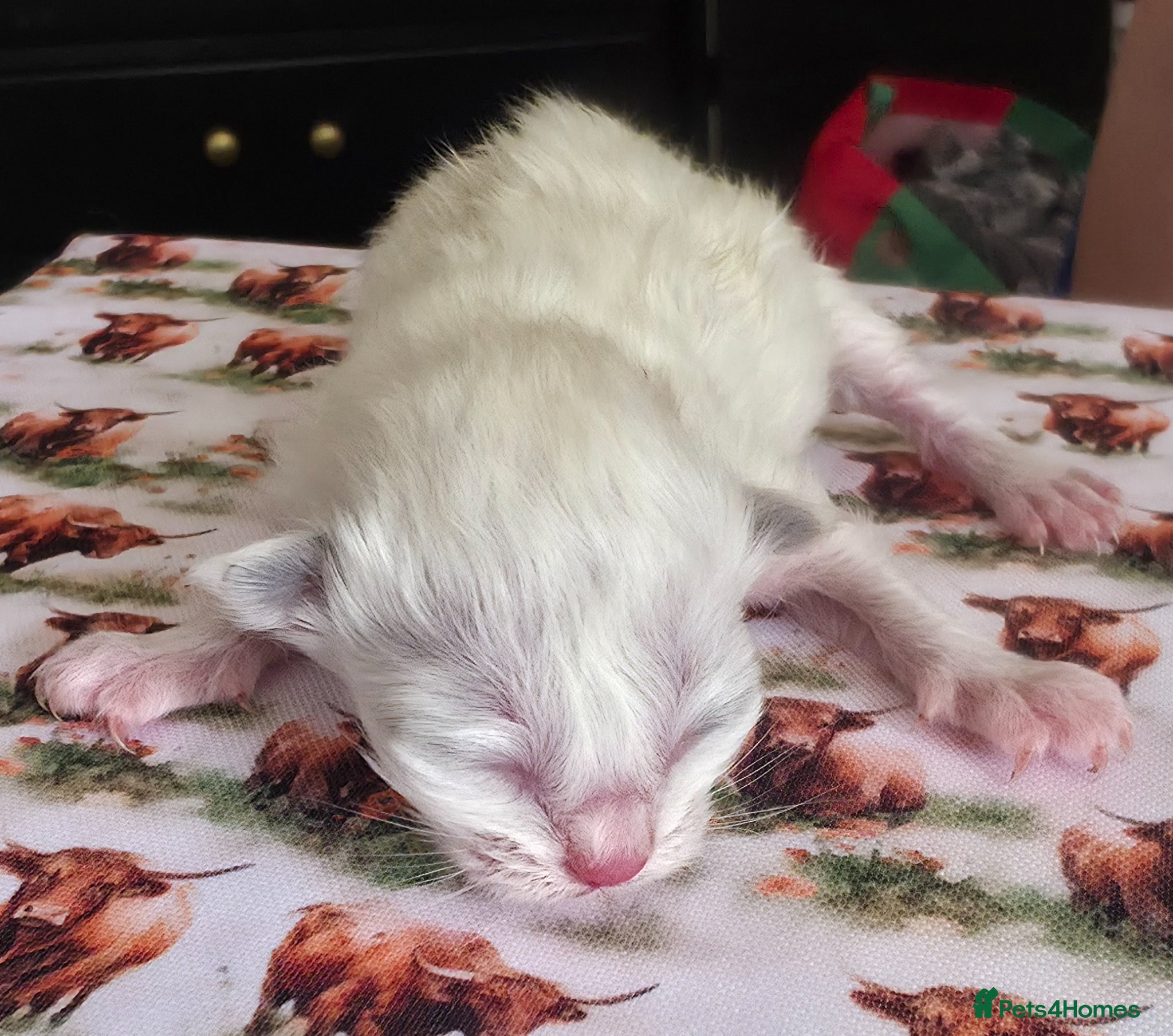 Ragdoll cats for sale: Pure Ragdoll kittens! - Advert 2