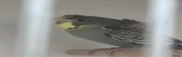 Budgerigars birds for sale: Hagoromo, Black Wing & Dun Fallow Budgies 4 Sale - Advert 4