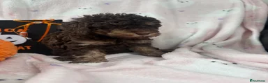 Cavapoo 4