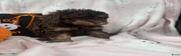 Cavapoo dogs for sale: Lovely health tested Cavapoo pups  - Advert 4
