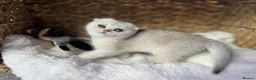 Scottish Fold cats for sale: British short hairs (Scottish straight) ready  - Advert 35