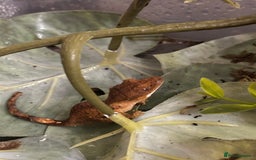 Gecko reptiles for sale: Beautiful Dalmatian Crested Gecko - Image 4