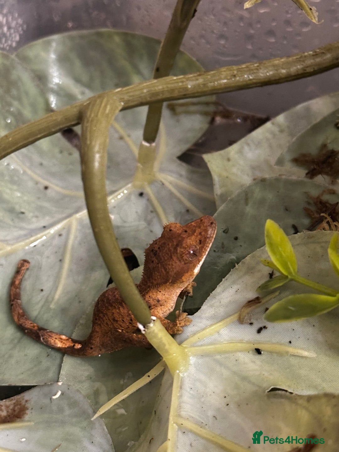 Gecko reptiles for sale: Beautiful Dalmatian Crested Gecko - Image 4