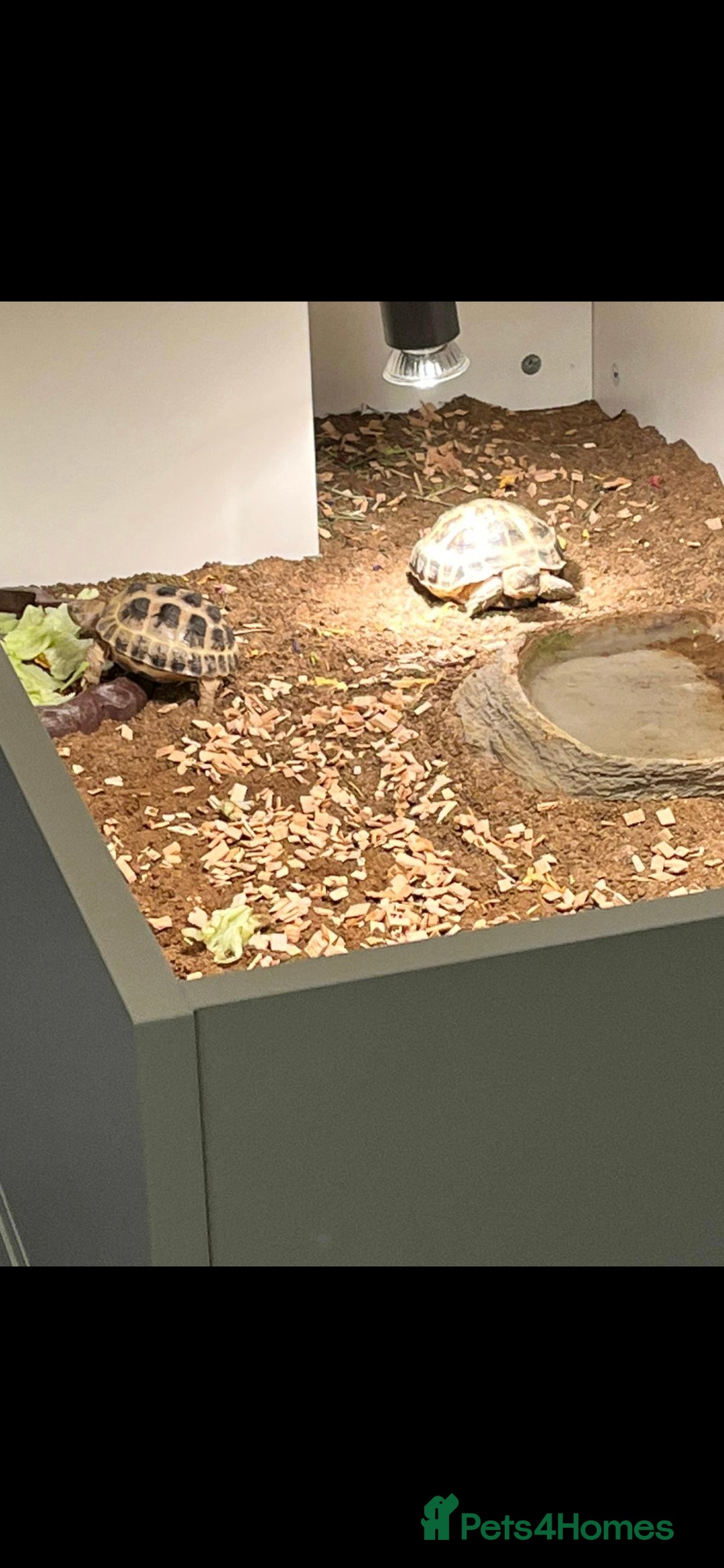 Tortoise reptiles for sale: 2 gorgeous tortoises - Image 2