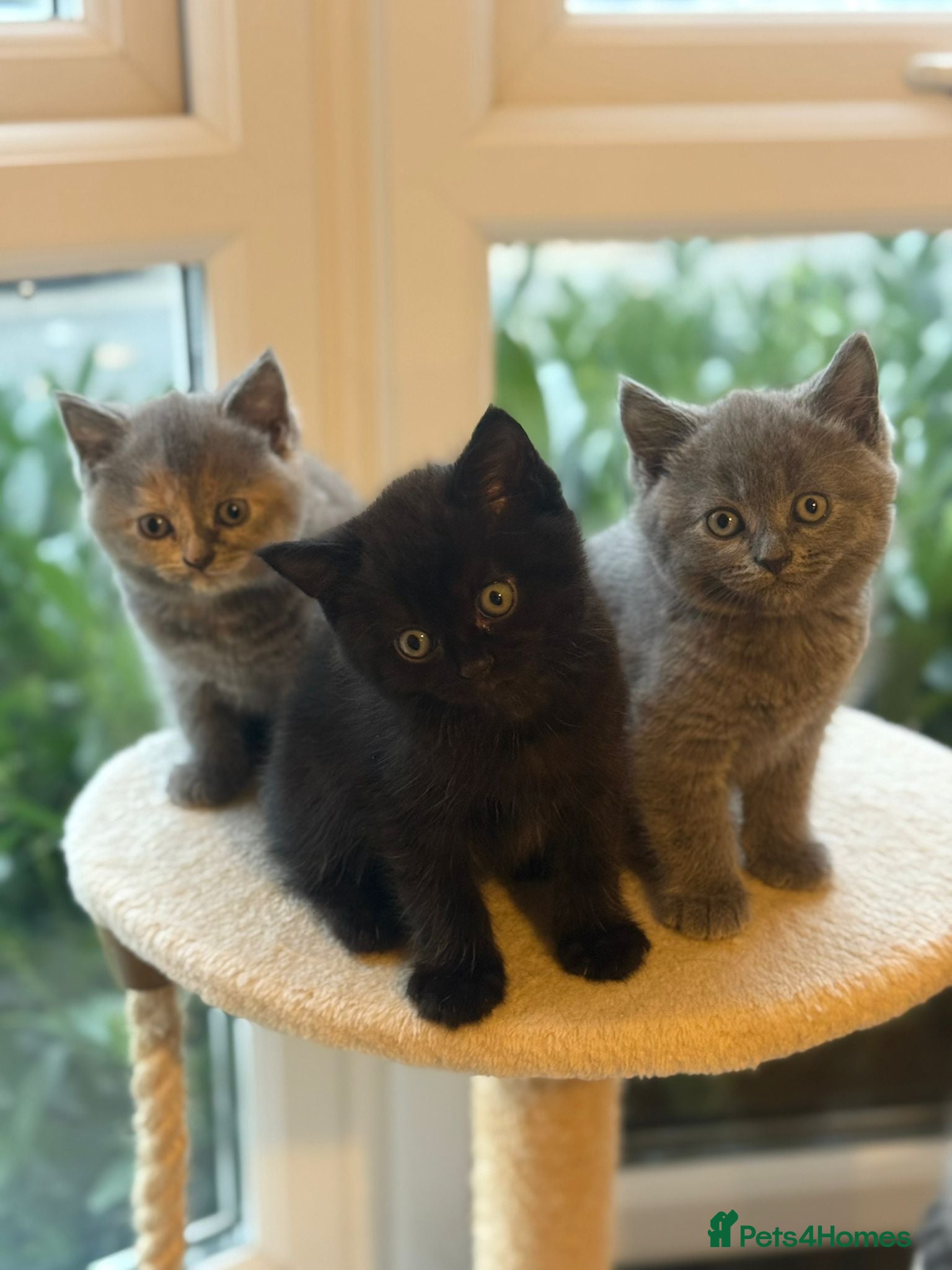Mixed Breed cats 🤩 5 beautiful babies 🤩 - Advert 1