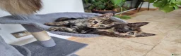 Maine Coon cats for sale: Main coon kittens  in Bristol - Advert 4