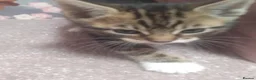 Bengal cats for sale: Rosetta Bengal X Girl Kitten - Advert 5