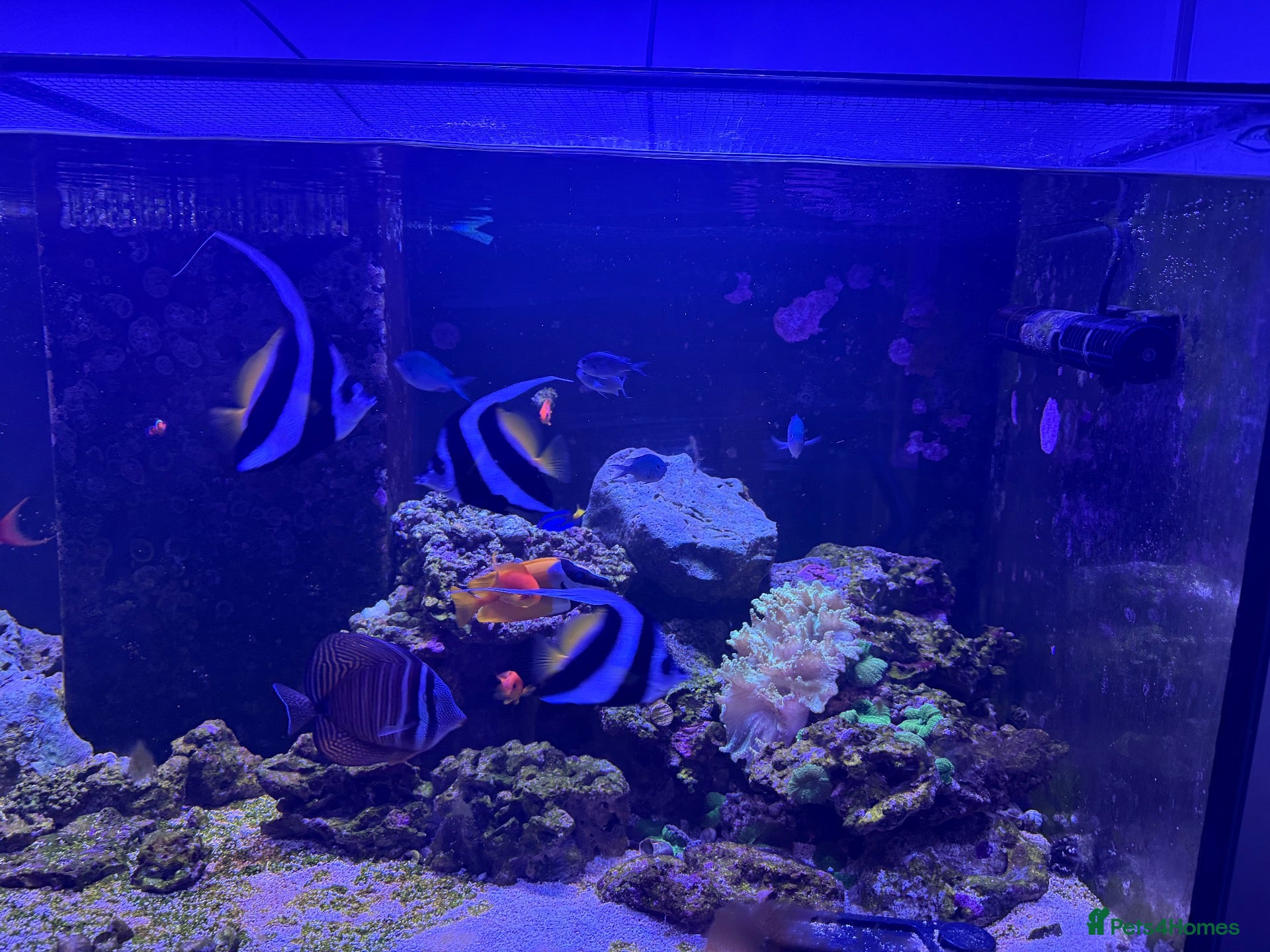 Butterfly Fish fish Trio of Heniochus Butterflyfish - Advert 3