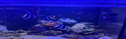 Butterfly Fish fish for sale: Trio of Heniochus Butterflyfish in Stratford-upon-Avon - Advert 1