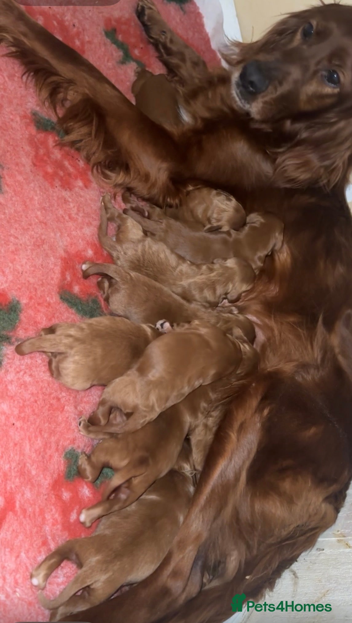 Irish Doodle dogs F1 miniature Irish doodles - Advert 13