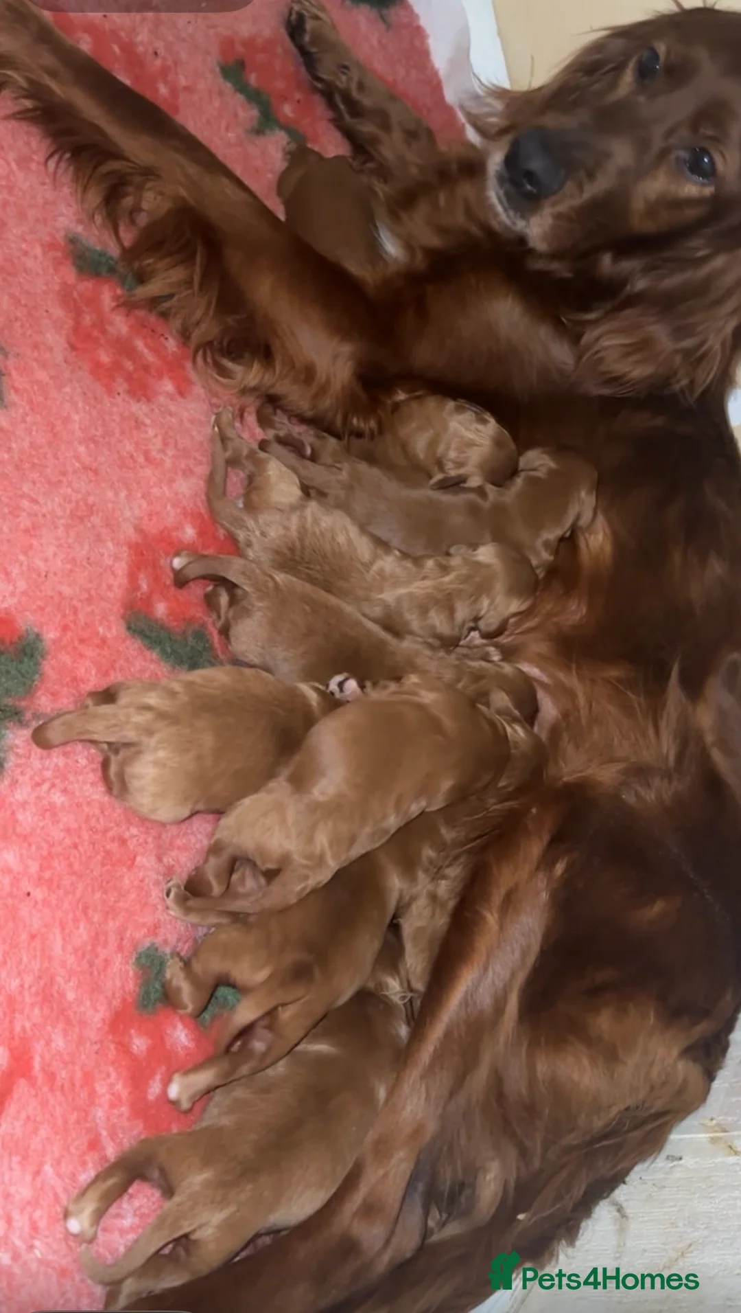 Irish Doodle dogs for sale: F1 miniature Irish doodles - Advert 1