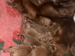 Irish Doodle dogs F1 miniature Irish doodles - Advert 13