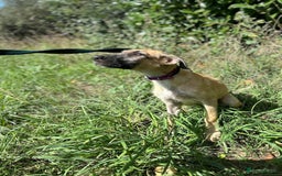 Mixed Breed dogs for adoption: Astra - Norwich Norfolk  - Image 12