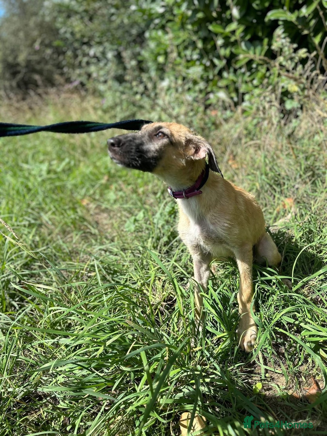 Mixed Breed dogs for adoption: Astra - Norwich Norfolk  - Image 12