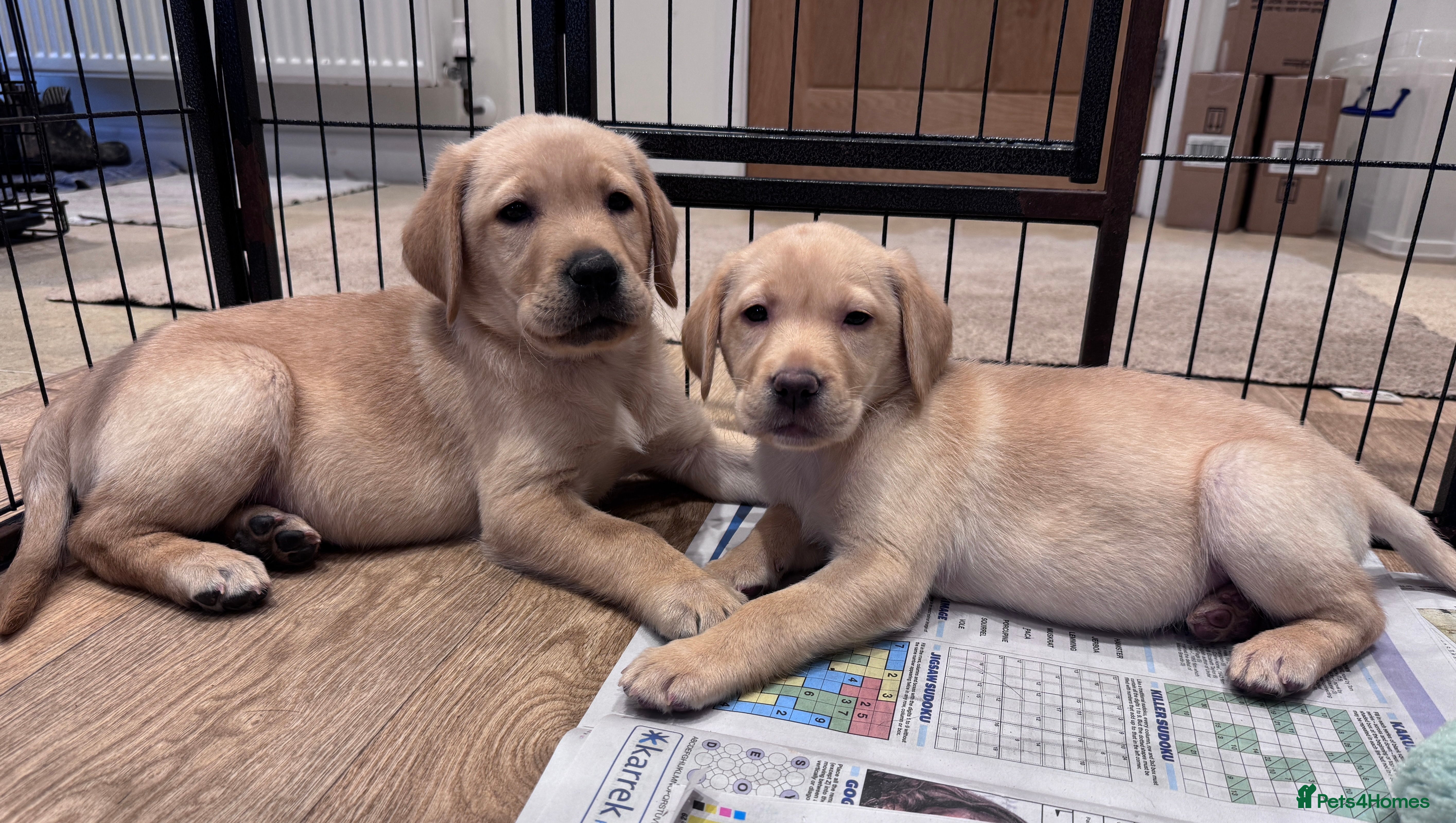 Labrador Retriever dogs Gorgeous KC Registered Yellow Labrador Puppies - Advert 2