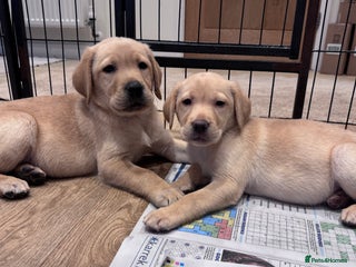 Labrador Retriever dogs Gorgeous KC Registered Yellow Labrador Puppies - Advert 1