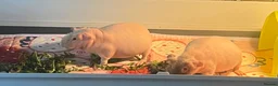 Guinea Pig rodents for sale: Beautiful skinny pig girls  - Advert 3