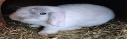 Mini Lop rabbits for sale: 💙💙 Baby Boy Mini Lop Rabbits READY NOW! 💙💙 - Advert 1