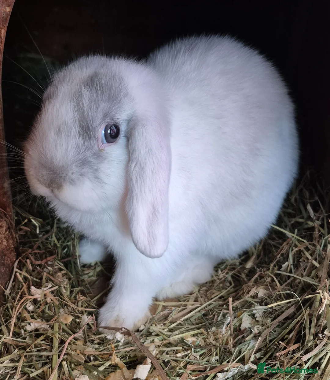 Mini Lop rabbits for sale: 💙💙 Baby Boy Mini Lop Rabbits READY NOW! 💙💙 - Advert 1