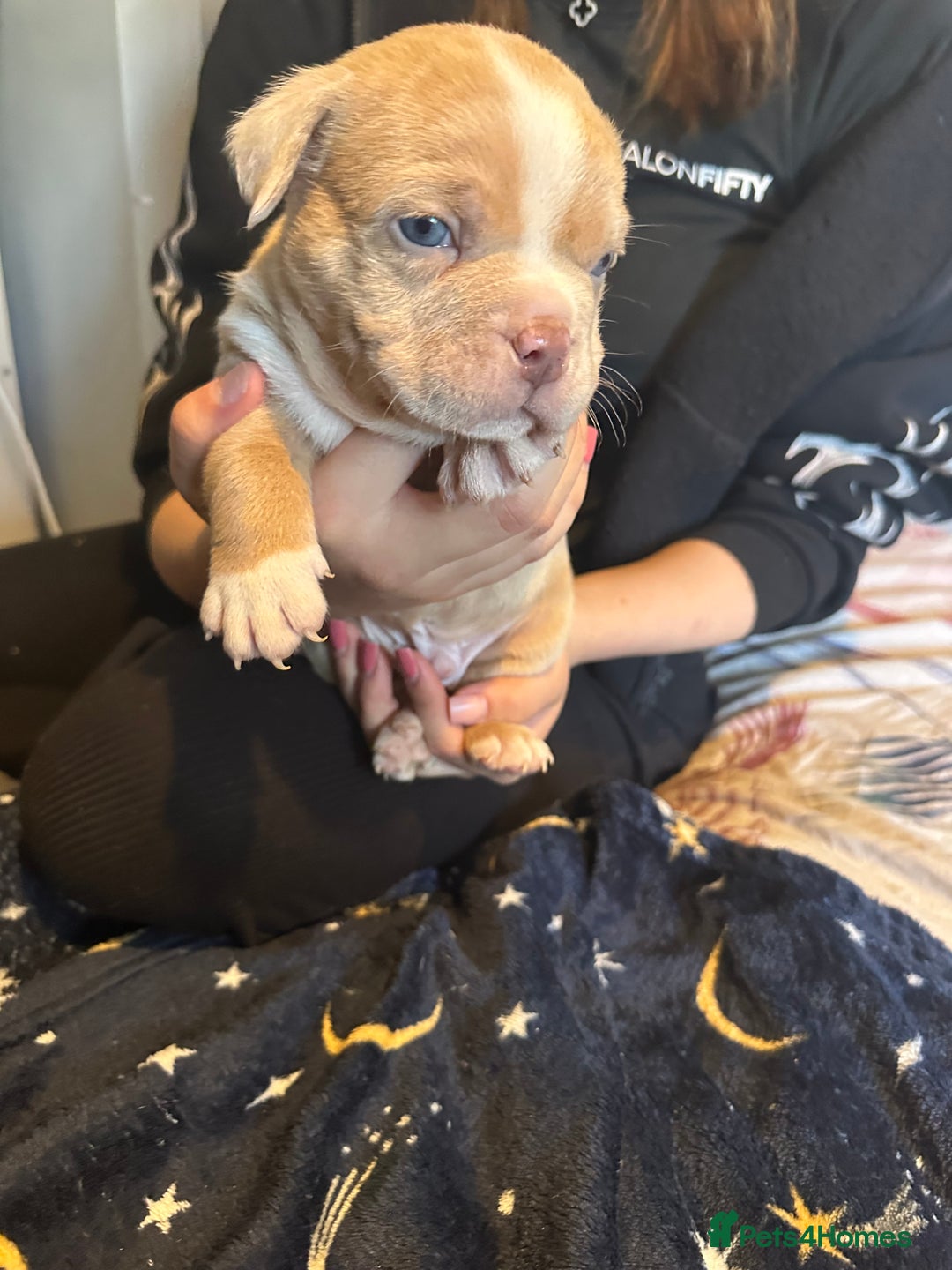 American Bully dogs for sale: ABKC REGISTERED Pocket Exotic/Extreme Bully PUPS! - Image 20