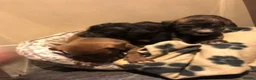 Mixed Breed dogs for sale: Beautiful bedlington whippet puppies in Basildon - Advert 3