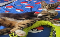 Mixed Breed cats for sale: One little boy 9 weeks old  - Image 1
