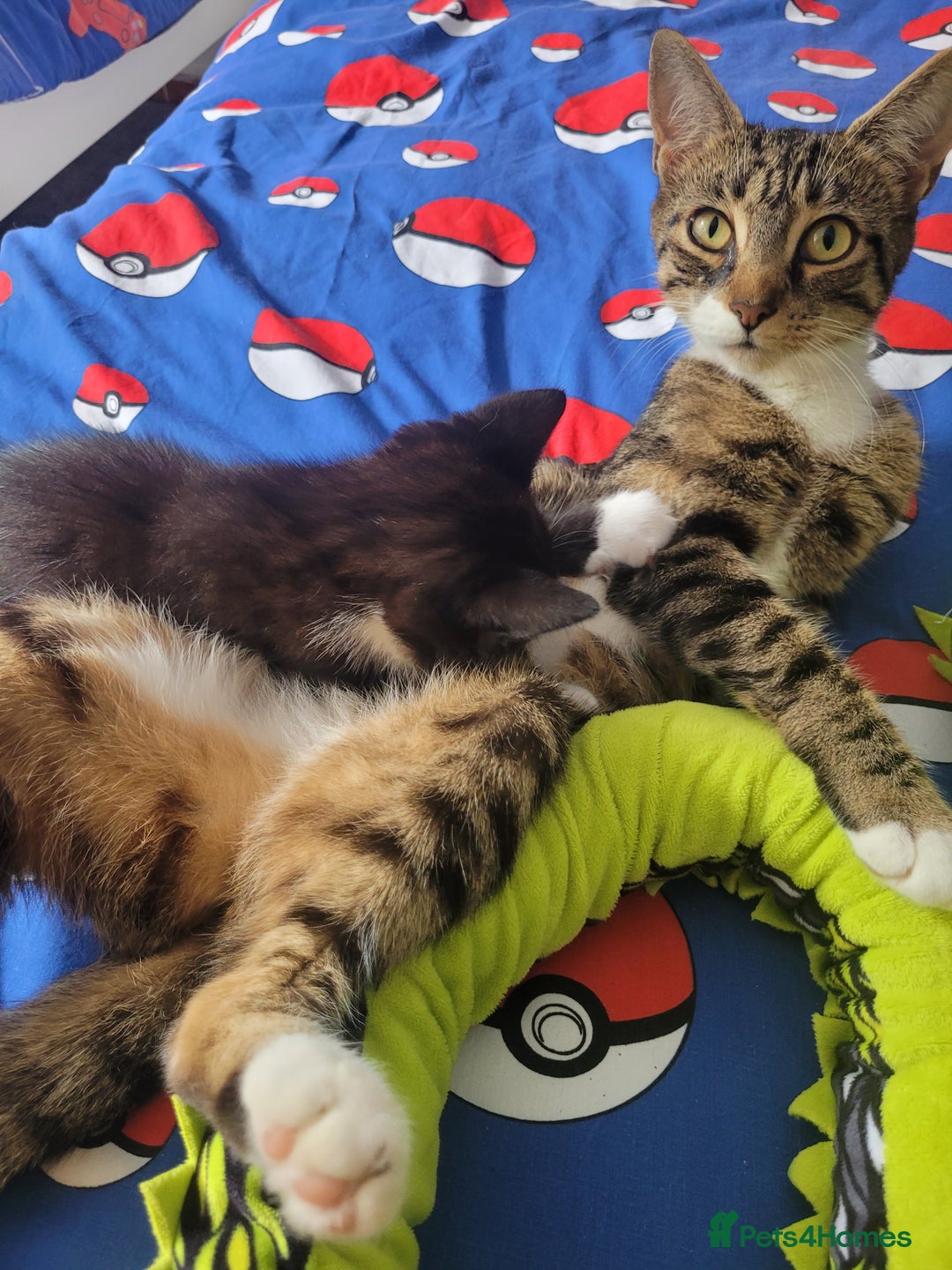 Mixed Breed cats for sale: One little boy 9 weeks old  - Image 1
