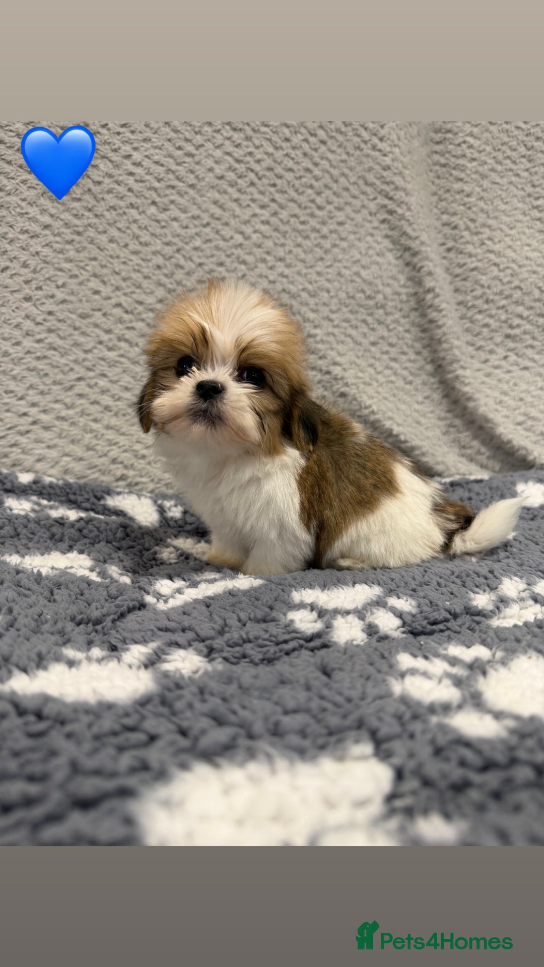 Lhasa Apso dogs for sale: Lhasa apso puppies 🐶 - Advert 10