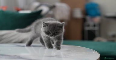 British Shorthair cats - Advert 9
