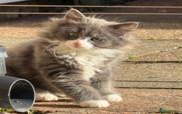 Mixed Breed cats for sale: Fluffy beautiful kitten - Advert 2