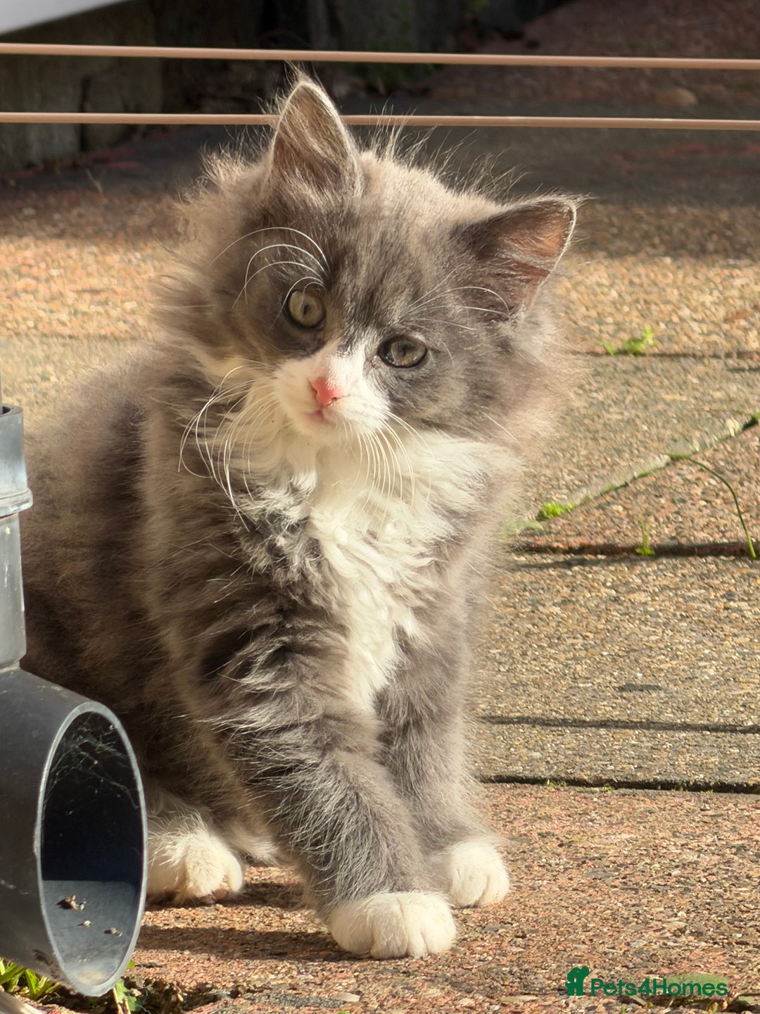 Mixed Breed cats for sale: Fluffy beautiful kitten - Advert 2