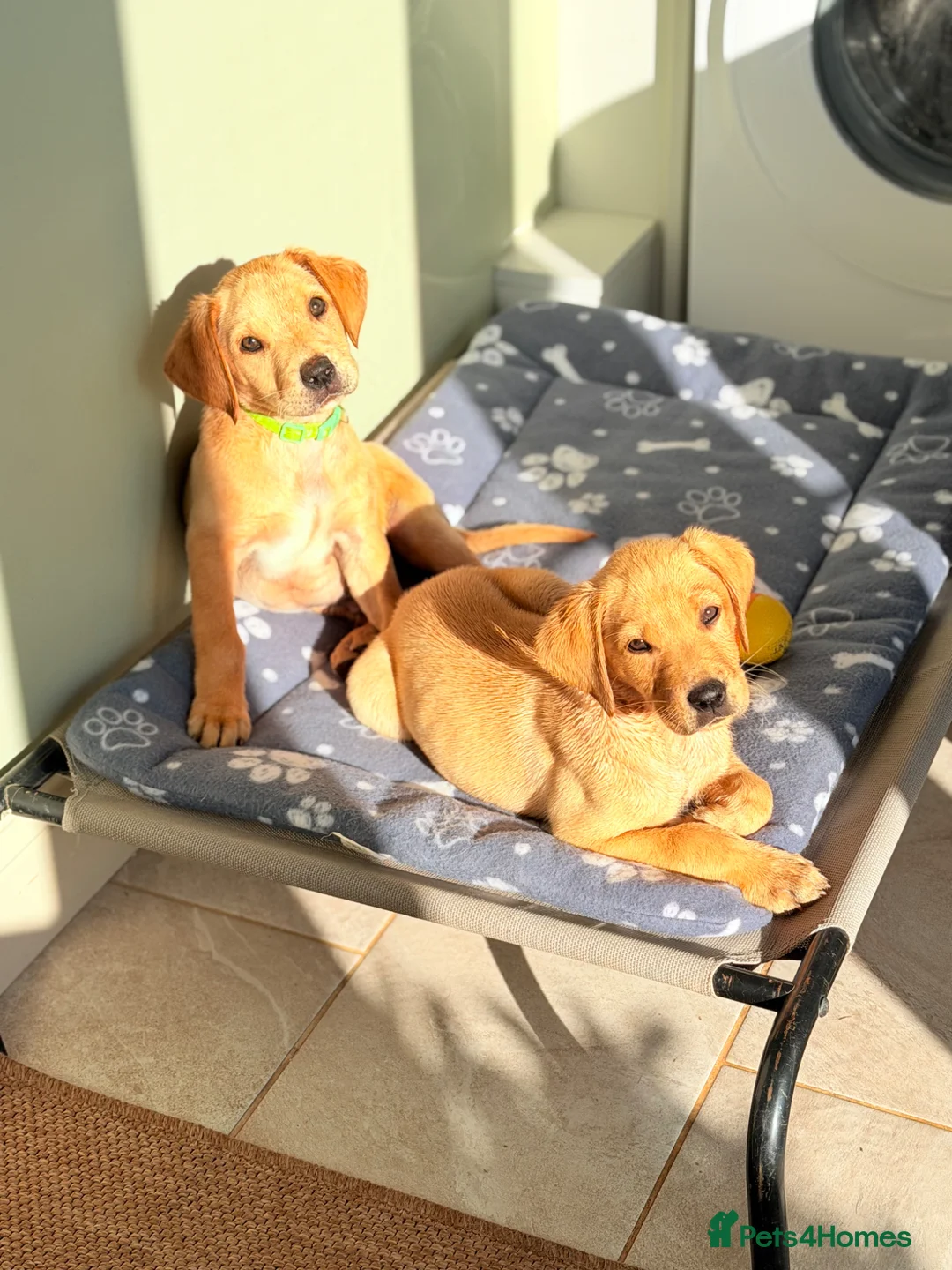 Labrador Retriever dogs for stud: Standing at stud Thistlerun white river of rednels in Thetford - Advert 6