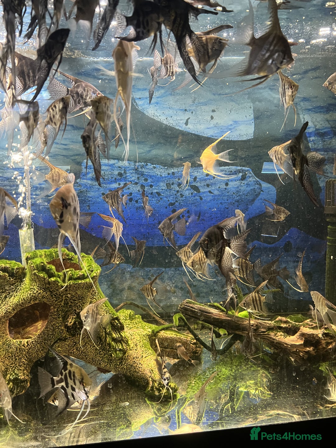 Angelfish fish for sale: Angels & Plecos - Image 8