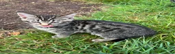 Mixed Breed cats for sale: Silver tabby kittens in Liskeard - Advert 3