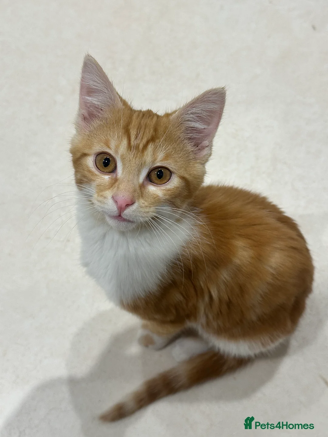 Mixed Breed cats for sale: Kitten’s for sale  - Advert 4